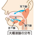 唾液減少が頻発する更年期には何が起きる？