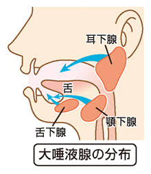 唾液減少が頻発する更年期には何が起きる？