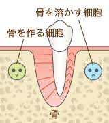 なぜ矯正治療で歯を動かせる？